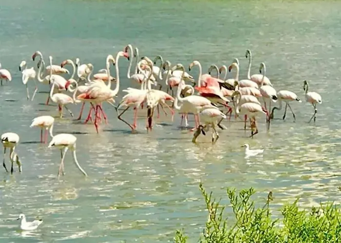 Aquariumplaya 公寓 卡尔佩